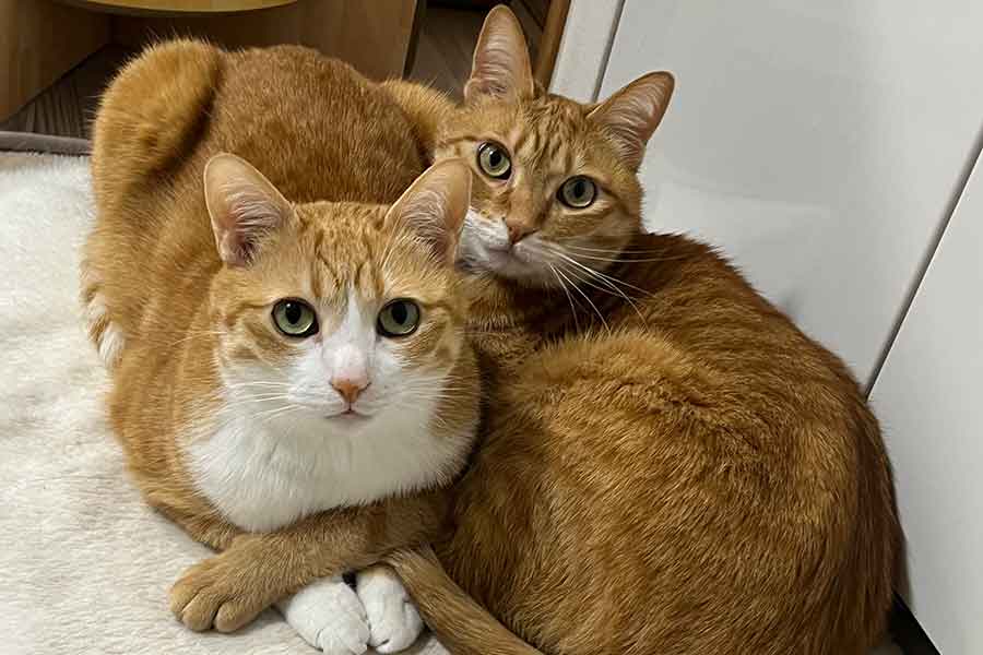 仲睦まじい2匹のねこ【写真提供：クウとカイ（@kunyan_kainyan）さん】