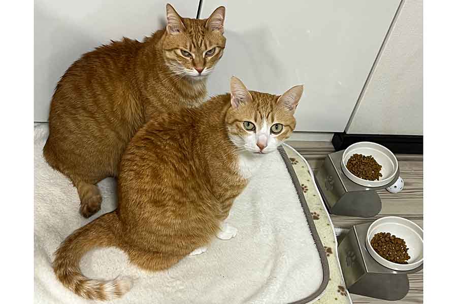 なにか訴えかけているような（手前から）クウくんとカイくん【写真提供：クウとカイ（@kunyan_kainyan）さん】