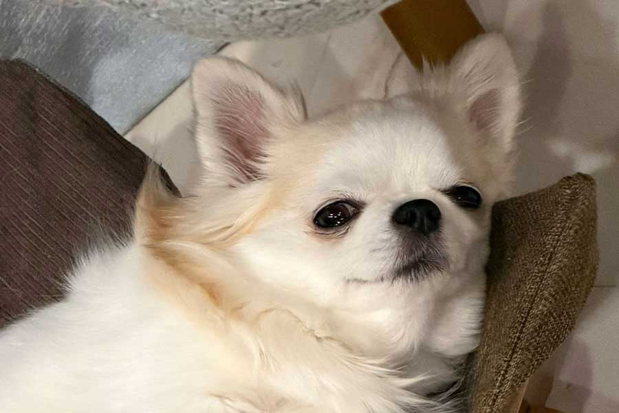 優しい表情を浮かべるチワワ【写真提供:梅羽毬(@ume_hane_mari)さん】