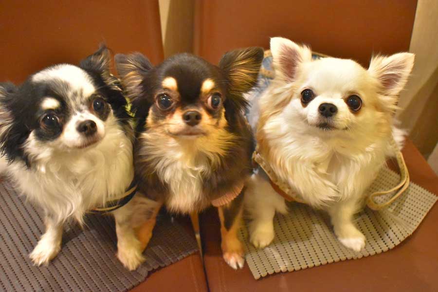 仲良く並ぶ（左から）小毬ちゃん、小梅ちゃん、小羽ちゃん【写真提供：梅羽毬（@ume_hane_mari）さん】