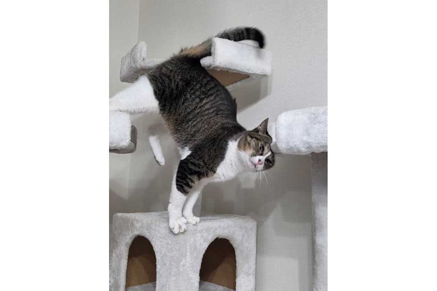 「癖が強い」折り方をするつくねちゃん【写真提供：つくね（@tsukuneneko）さん】