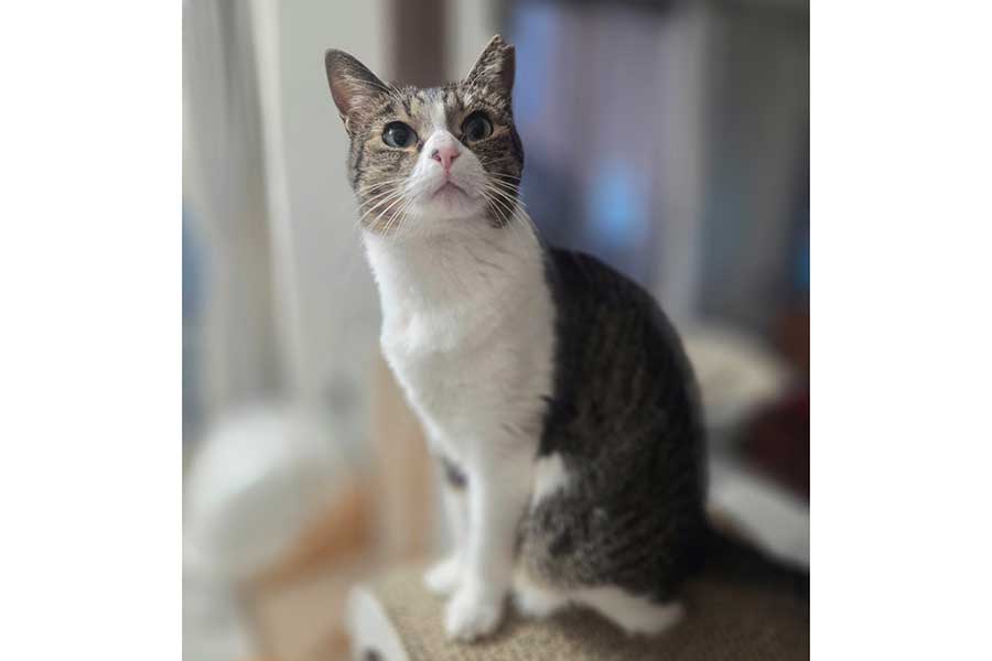 姿勢良く座るつくねちゃん【写真提供：つくね（@tsukuneneko）さん】