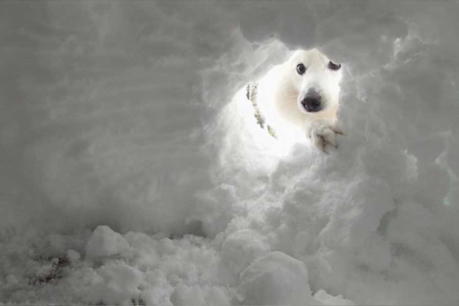 かまくらから顔を出す楽くん【写真提供：くーさんママ（@kukuri_shibainu）さん】