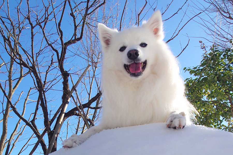 雪の上で笑顔を見せる楽くん【写真提供：くーさんママ（@kukuri_shibainu）さん】