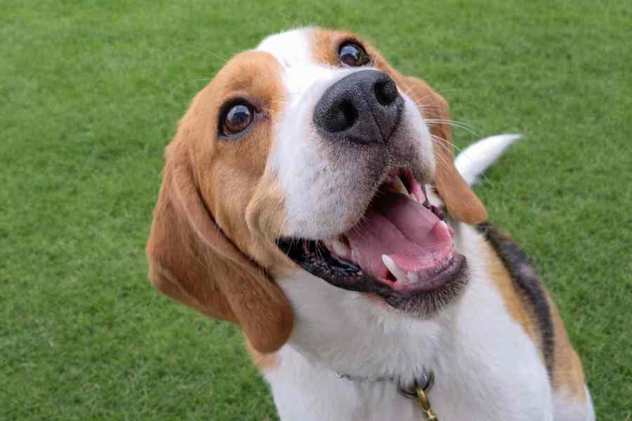 話題になったビンゴくん【写真提供:◆KORO◆(@KORO_Basser)さん】