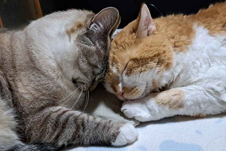 とっても仲良しな2匹。（左から）ミルちゃんともやしくん【写真提供：ラムキンのもやし君（@moyashi_Lambkin）さん】