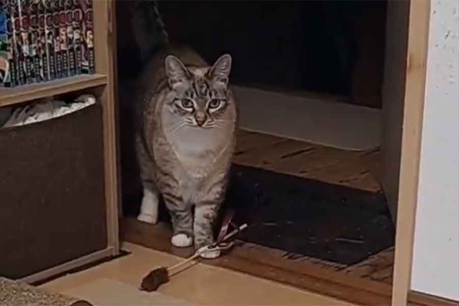 ミルちゃんの天才すぎる行動（スクリーンショット）