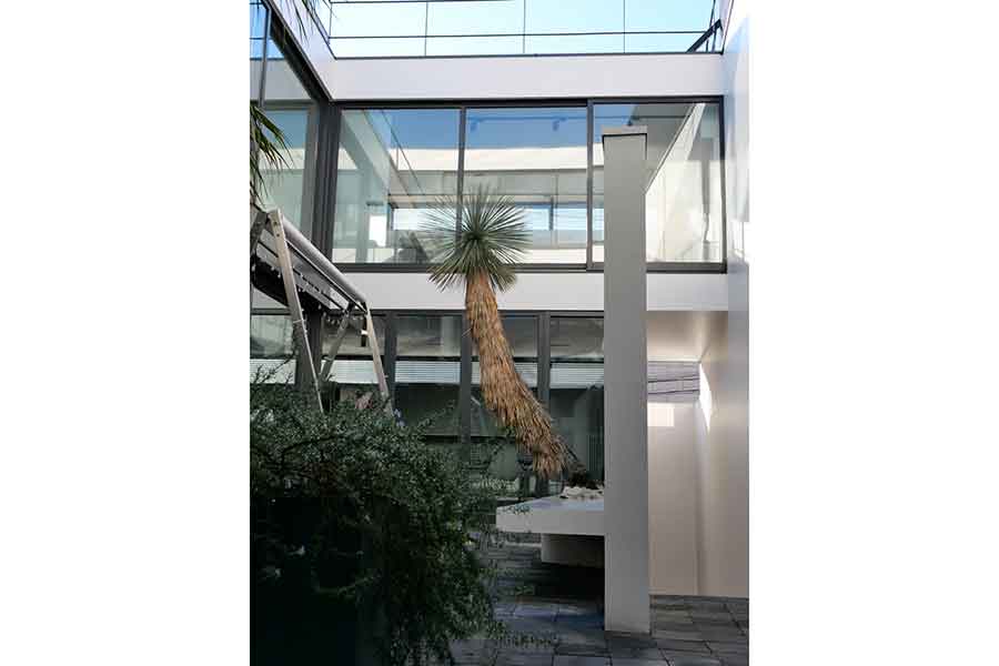 滝沢さん宅の庭に生えた木(スクリーンショット)