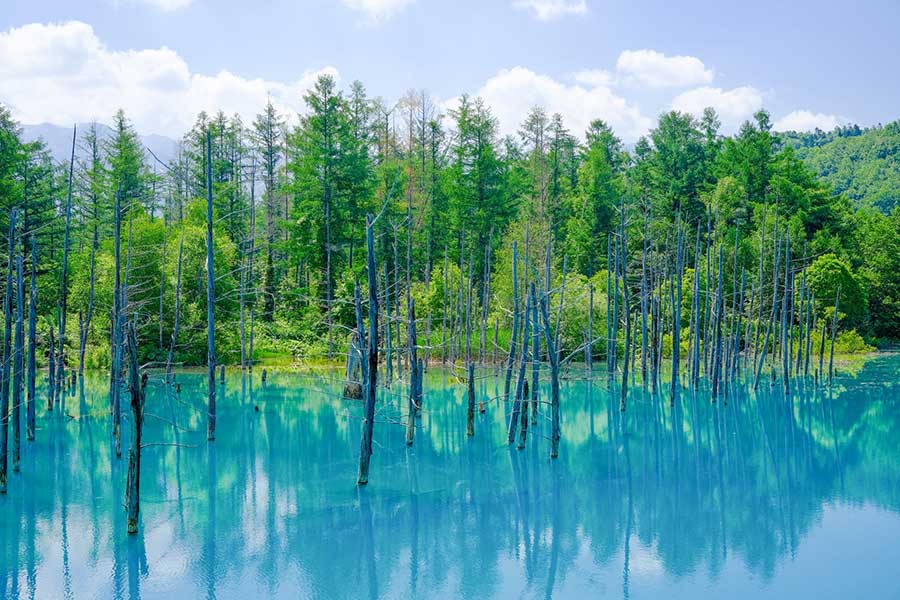 夏には多くの観光客が訪れる美瑛町の「白金青い池」【写真：写真AC】