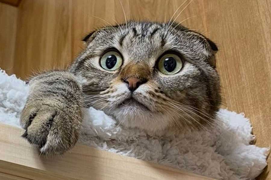 丸い頭がかわいらしいポテくん【写真提供：猫部長（@neccobucho）さん】