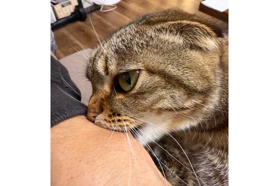 飼い主さんの腕を噛むポテくん【写真提供：猫部長（@neccobucho）さん】