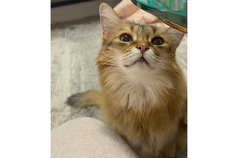 甘えた表情のホタテちゃん【写真提供:菅田ホタテ(@sudahotate)さん】