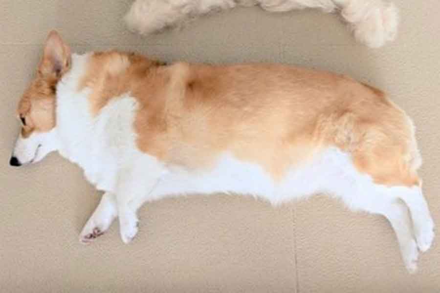 こまちちゃんが寝転ぶその上には…【写真提供：こまち@彩（@komachiaya_）さん】