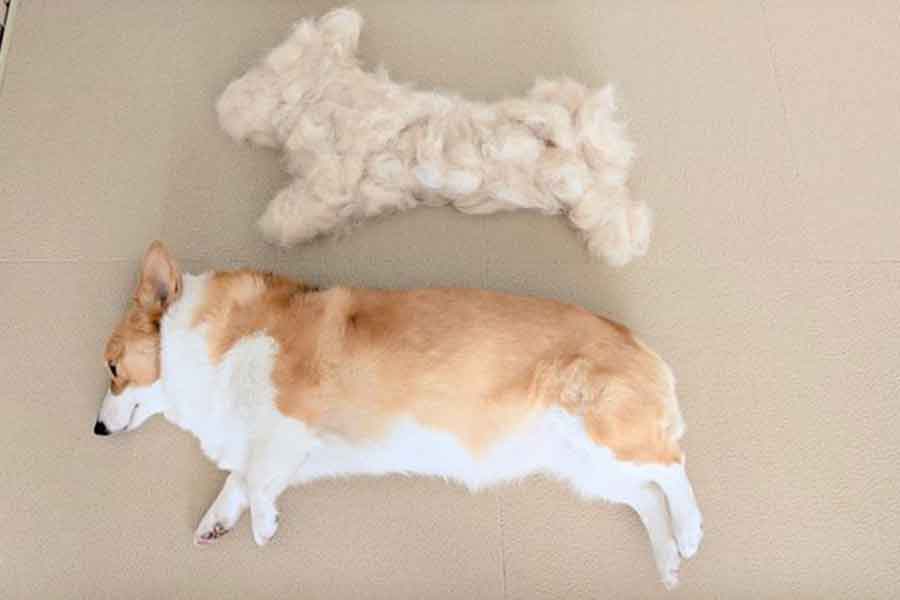 こまちちゃんとこまちちゃんの抜け毛で作られた“分身”【写真提供：こまち@彩（@komachiaya_）さん】