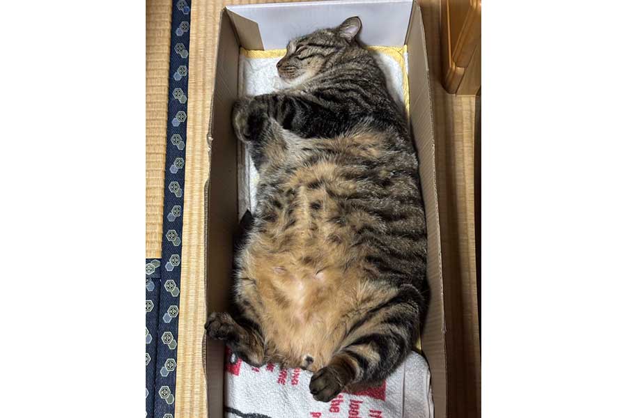 箱の中で二度寝する虎三郎くん【写真提供:キジトラ虎三郎(@TH82624015)さん】