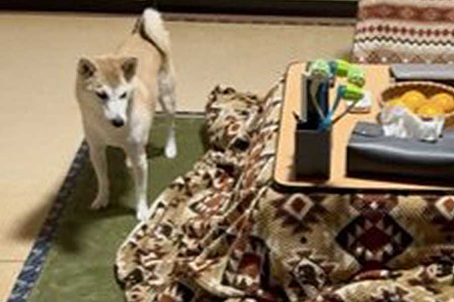 こたつを見つめるリンちゃん【写真提供：深山（@miyamafukayama）さん】