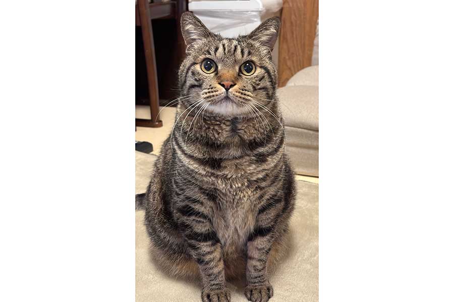 こちらを見つめる虎三郎くん【写真提供:キジトラ虎三郎(@TH82624015)さん】