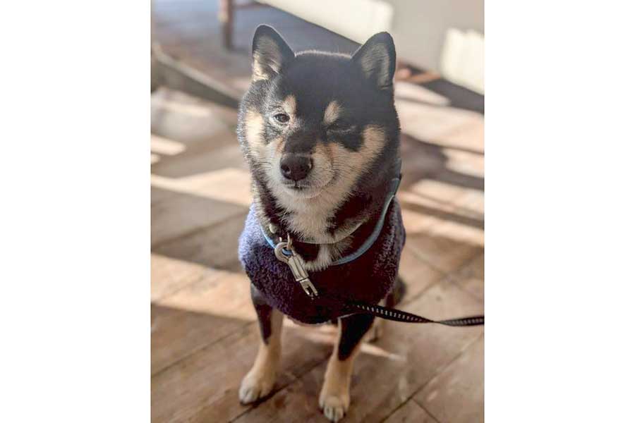 眠そうなもなかくん【写真提供：黒豆柴　もなか（@monabolta）さん】