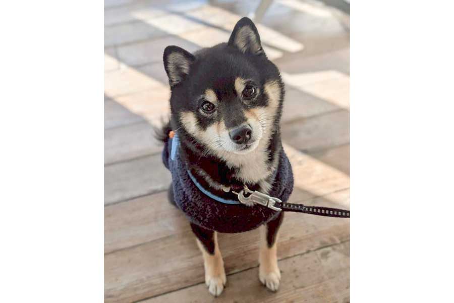 “きゅるるん”とした目で見つめるもなかくん【写真提供:黒豆柴 もなか(@monabolta)さん】