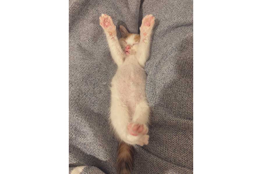 お腹を見せて眠る子ねこ【写真提供：ぽめ（@yapomesa）さん】