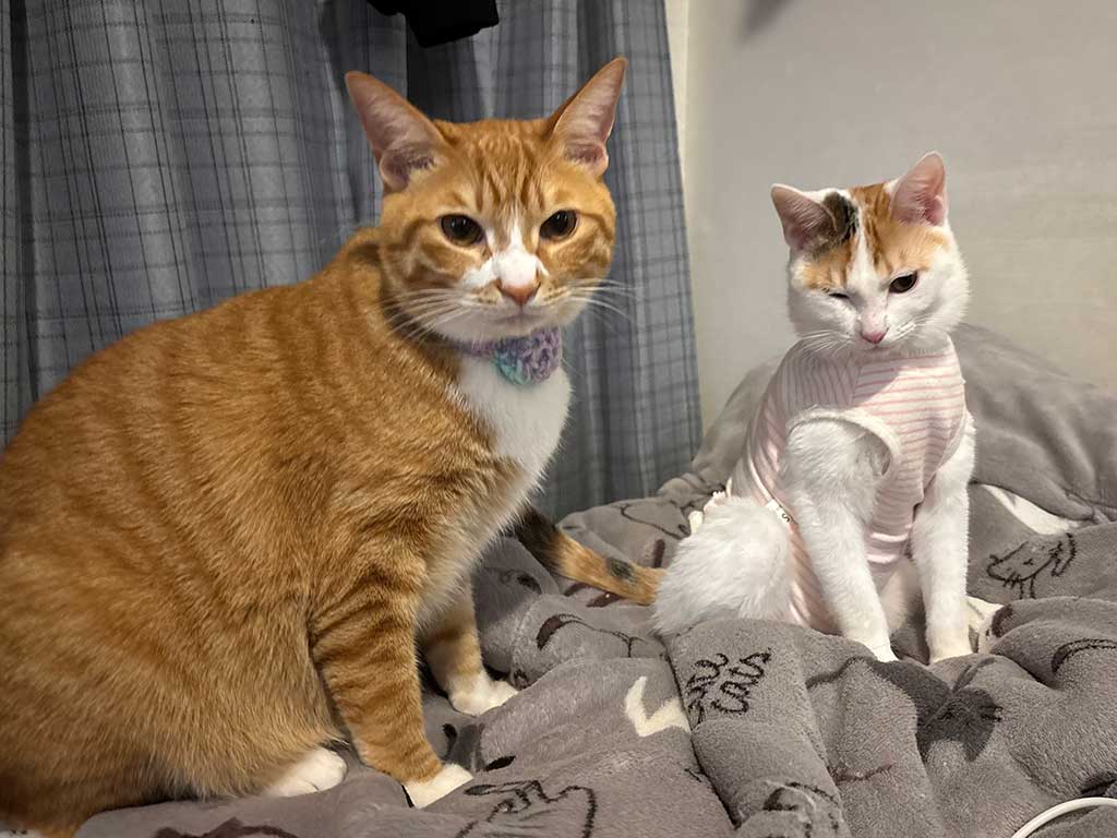 すっかり大きくなった（左から）ちまくんとみっけちゃん【写真提供：ぽめ（@yapomesa）さん】
