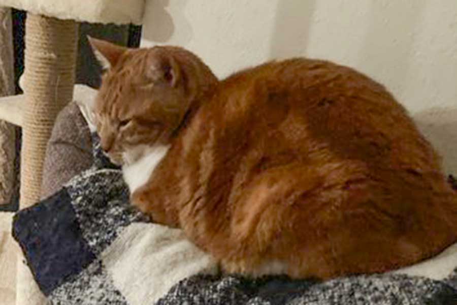 愛猫に話しかけているつもりが…【写真提供:こげめ(@petbaka)さん】