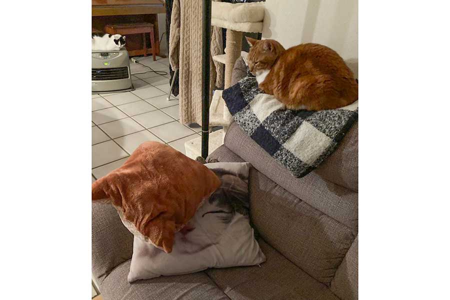 飼い主さんが話しかけていたのは、ゴンちゃんのそばにあるクッション【写真提供:こげめ(@petbaka)さん】