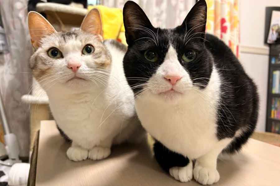 色の違う姉妹ねこ【写真提供:(@kuromame_touhu)さん】