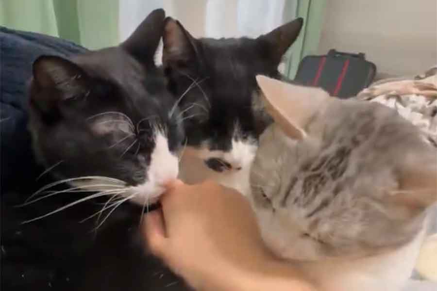 飼い主さんの手に顔を寄せる(左から)くろまめちゃん、ゆばくん、とうふちゃん【出典:X(@kuromame_touhu)よりスクリーンショット】