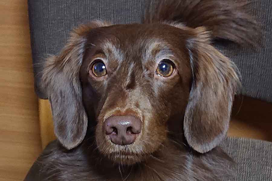 おすまし顔がかわいらしいレオくん【写真提供:ほたる(@tukinorimi)さん】