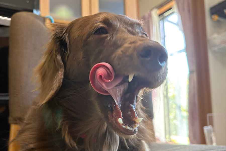 あくび姿が話題になったレオくん【写真提供:ほたる(@tukinorimi)さん】