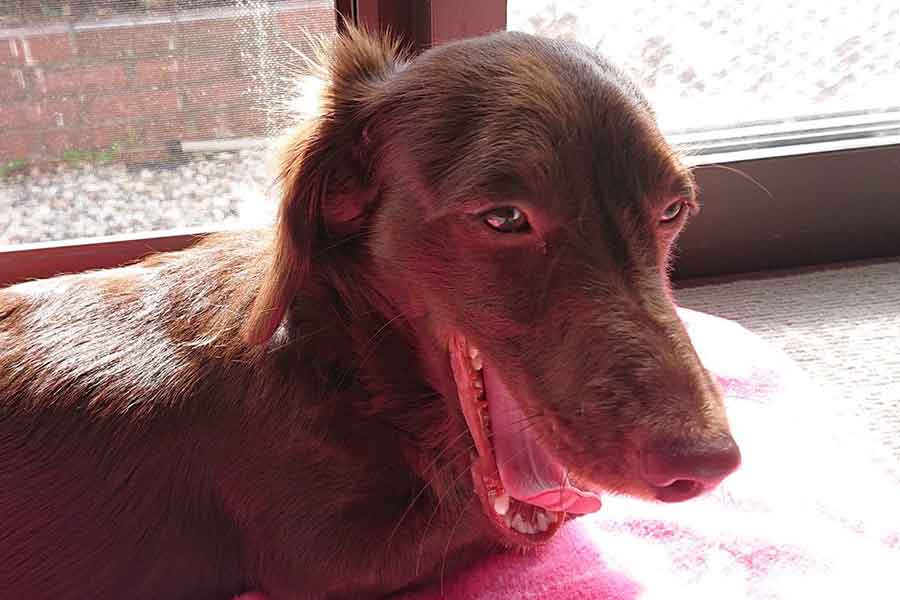 レオくんの普段のあくび姿【写真提供：ほたる（@tukinorimi）さん】