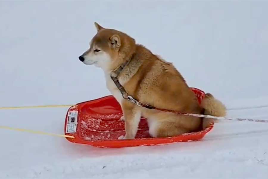 そりに乗るニッキくん【出典：X（@mamamaru11）よりスクリーンショット】