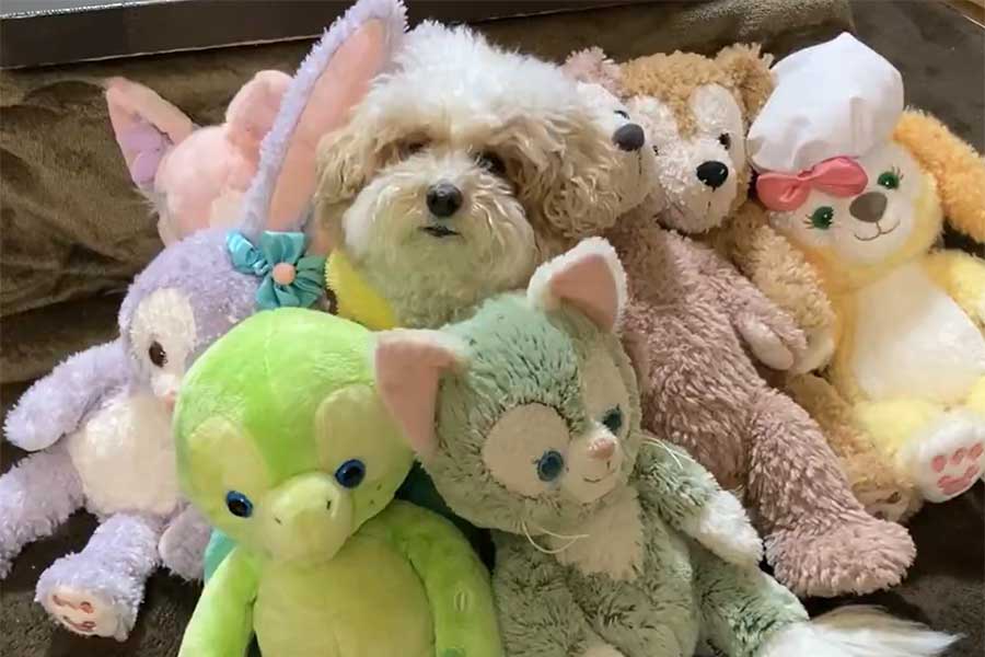 ぬいぐるみに“擬態”するハチミツくん【出典：X（@ha_cchi_mi）よりスクリーンショット】