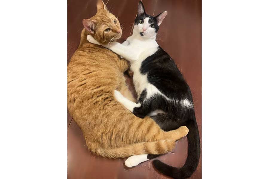 きりちゃんより大きく成長したエジプトくん（左）【出典：X（@omegudayo）よりスクリーンショット】