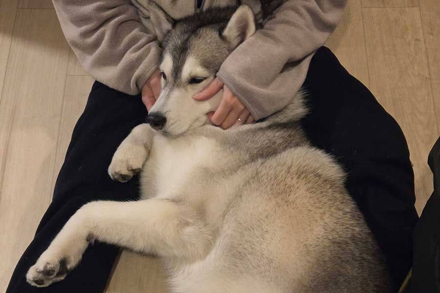 飼い主さんに甘えるみぞれちゃん【出典：X（@mizore20211229）よりスクリーンショット】