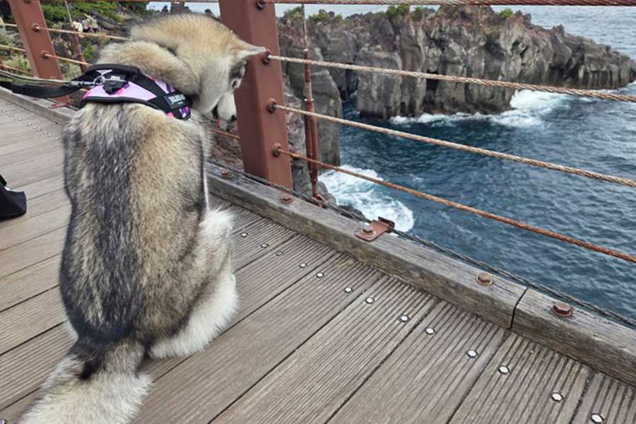 怖そうに橋の下を眺めるみぞれちゃん【出典：X（@mizore20211229）よりスクリーンショット】