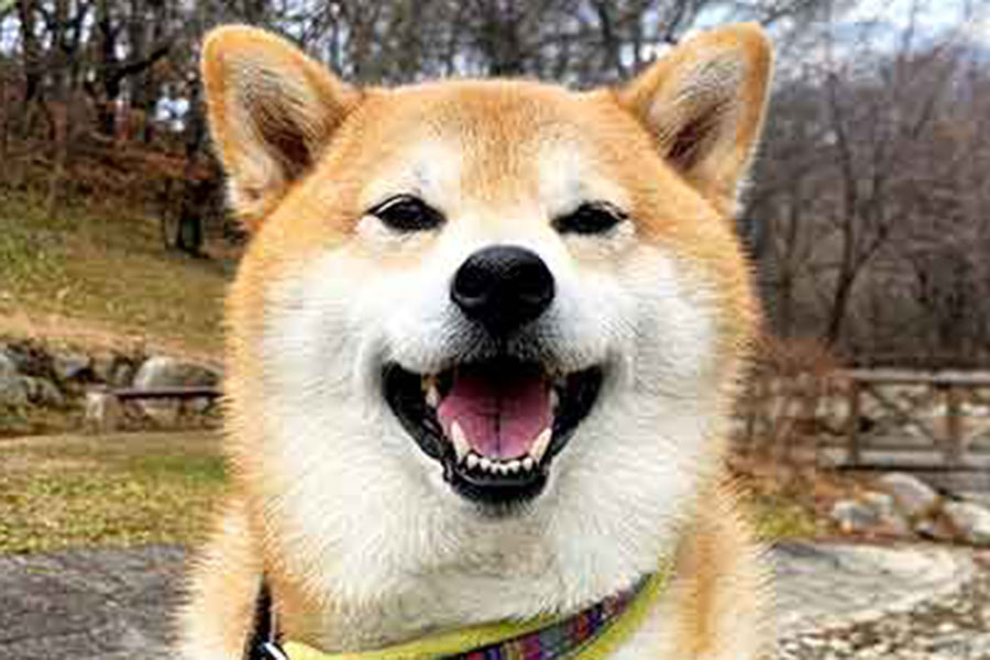 笑顔を見せるニッキくん【写真提供：柴犬ニッキ（@mamamaru11）さん】