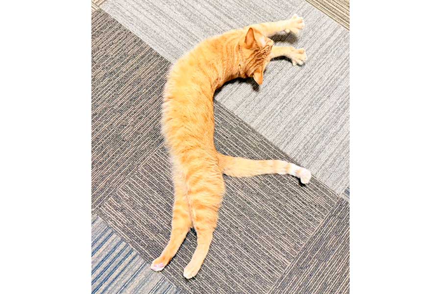 「F」字になって伸びるお猫くん【出典：X（@moto_jia）よりスクリーンショット】