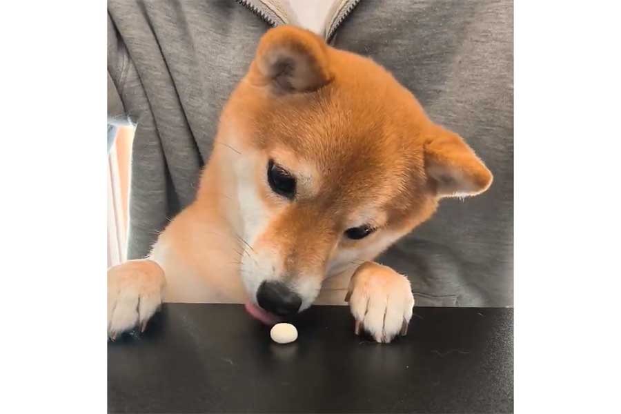 いぬ用のボーロを食べようとするゆずちゃん【出典：X（@yuzuchan_mame）よりスクリーンショット】