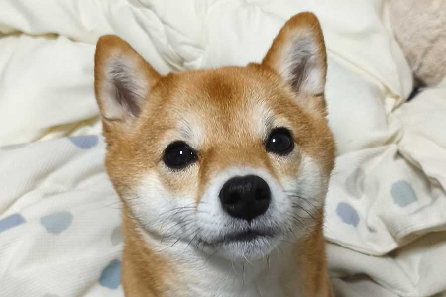 かわいい表情でこちらを見つめるゆずちゃん【出典：X（@yuzuchan_mame）よりスクリーンショット】