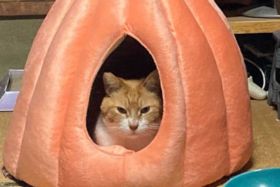 カボチャベッドから出てこなくなったうにくん【出典：X（@yalalalalalala）よりスクリーンショット】