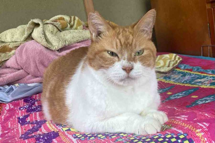 部屋の中でまったり過ごすうにくん【出典：X（@yalalalalalala）よりスクリーンショット】