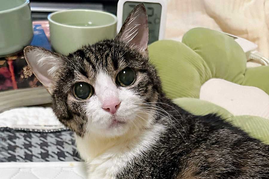 こちらを見つめる菊千代ちゃん【写真提供：菊千代とmum（@y5_y5_san）さん】