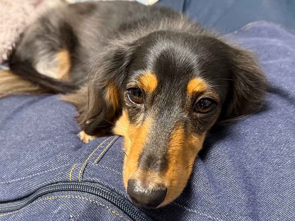 リラックスした様子のこうちゃん【写真提供：【こうちゃん家】ダックス、ダックス、ときどきゴールデン（@kou111dachs）さん】