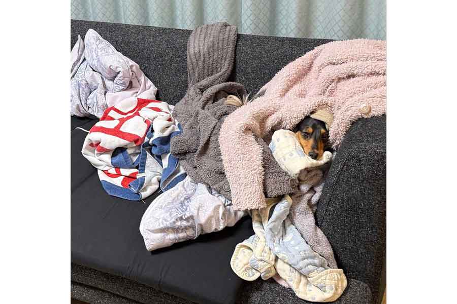 洗濯物から顔を出すこうちゃん【写真提供：【こうちゃん家】ダックス、ダックス、ときどきゴールデン（@kou111dachs）さん】