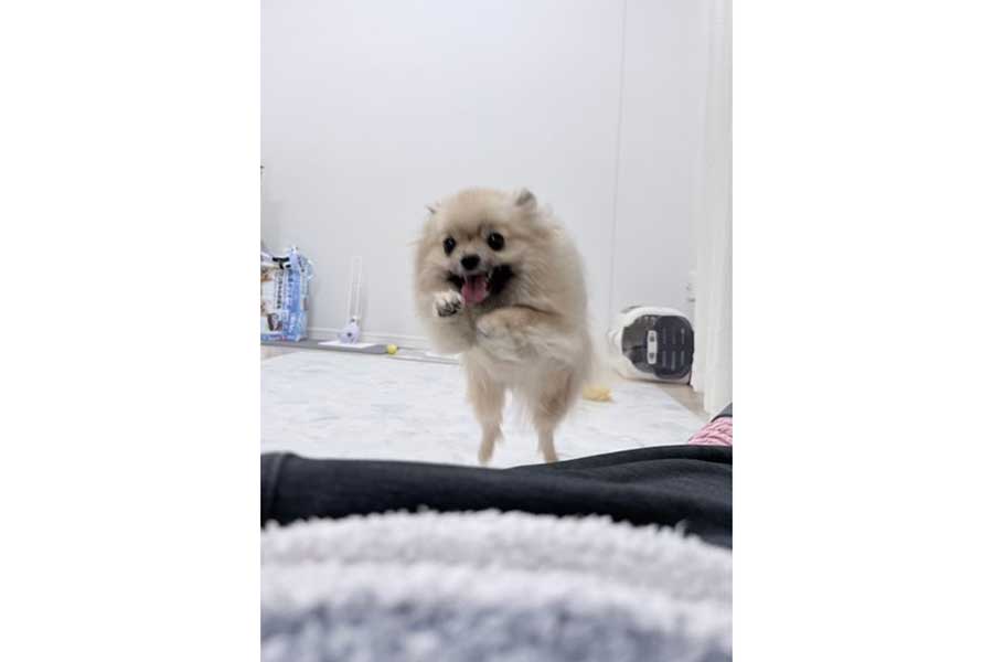 笑顔で飼い主さんに向かってくるメトちゃん【写真提供：たぶん犬＊てちメト（@techipome）さん】