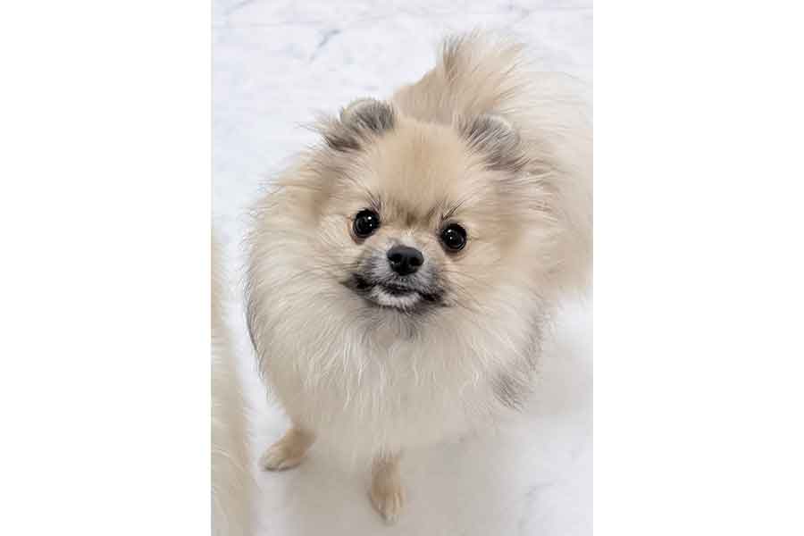 かわいらしいメトちゃん【写真提供：たぶん犬＊てちメト（@techipome）さん】