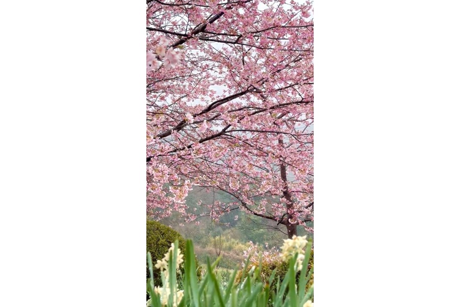 大雪の中で満開の河津桜【出典：X（@Photo_Scarlet）よりスクリーンショット】