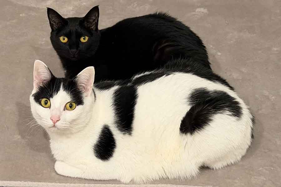 きょうだいねこの（手前から）おむすびくんとおはぎちゃん【写真提供：コムギと卍丸（まんじまる）とのりまきとおむすびとおはぎ（@komugi56285）さん】